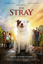 Watch The Stray M4ufreemovies