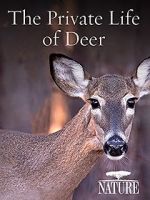 Watch The Private Life of Deer M4ufreemovies