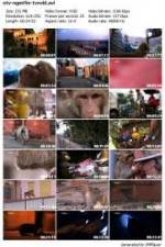 Watch National Geographic Monkey Thieves: Heroes - Villains M4ufreemovies