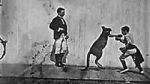 Watch The Boxing Kangaroo (Short 1896) M4ufreemovies