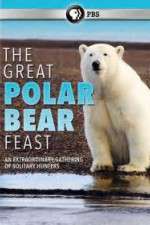 Watch The Great Polar Bear Feast M4ufreemovies