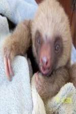 Watch Too Cute! Baby Sloths M4ufreemovies