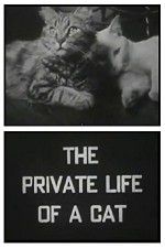 Watch The Private Life of a Cat M4ufreemovies