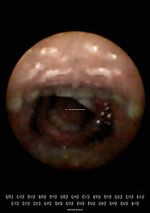 Watch Feeder (Short 2010) M4ufreemovies