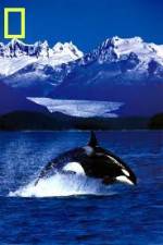 Watch National Geographic Killer Whales Of The Fjord M4ufreemovies