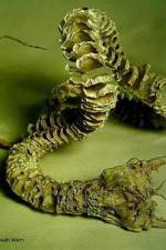 Watch Mongolian Death Worm M4ufreemovies