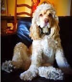 Watch War Dogs: America\'s Forgotten Heroes M4ufreemovies