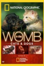 Watch National Geographic In The Womb  Cats M4ufreemovies