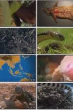 Watch National Geographic Wild : Deadliest Animals Asia Pacific M4ufreemovies