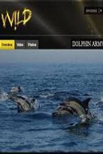 Watch National Geographic Wild Dolphin Army M4ufreemovies