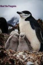 Watch Meet the Penguins M4ufreemovies