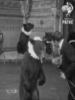 Watch Trained Bears M4ufreemovies