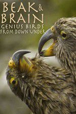 Watch Beak & Brain - Genius Birds from Down Under M4ufreemovies