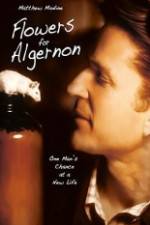 Watch Flowers for Algernon M4ufreemovies