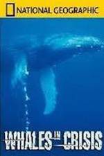 Watch National Geographic: Whales in Crisis M4ufreemovies