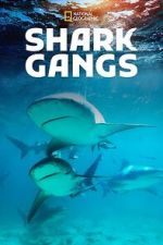 Watch Shark Gangs M4ufreemovies