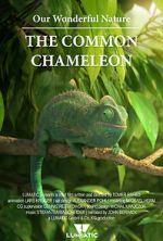 Watch Our Wonderful Nature - The Common Chameleon M4ufreemovies
