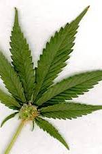 Watch Aphrodisiac! The Sexual Secret Of Marijuana M4ufreemovies