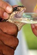 Watch History Channel Evolve:  Venom M4ufreemovies