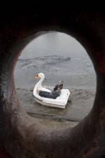 Watch Swandown M4ufreemovies