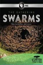 Watch Nature The Gathering Swarms M4ufreemovies