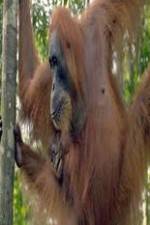 Watch Refugees Of The Lost Rainforest M4ufreemovies