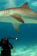 Watch Dive To Tiger Shark Central M4ufreemovies