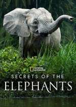 Watch Secrets of the Elephants M4ufreemovies