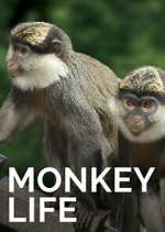 Watch Monkey Life M4ufreemovies