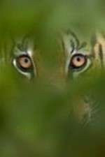 Watch Deadly Instincts M4ufreemovies