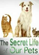 Watch The Secret Life of Our Pets M4ufreemovies