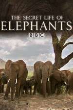 Watch The Secret Life of Elephants M4ufreemovies