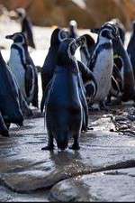 Watch Meet the Penguins M4ufreemovies