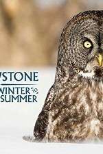 Watch Yellowstone Wildest Winter to Blazing Summer M4ufreemovies