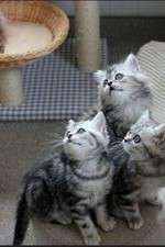 Watch The Secret Life of Kittens M4ufreemovies