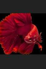 Watch Thailand: Earth's Tropical Paradise M4ufreemovies