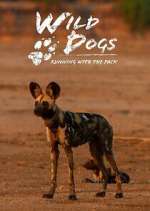 Watch Wild Dogs: Running with the Pack M4ufreemovies
