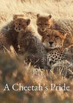 Watch A Cheetah\'s Pride M4ufreemovies