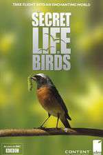 Watch Iolo's Secret Life of Birds M4ufreemovies
