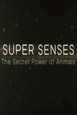 Watch Super Senses The Secret Power of Animals M4ufreemovies