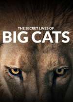 Watch The Secret Lives of Big Cats M4ufreemovies