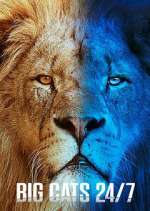 Watch Big Cats 24/7 M4ufreemovies