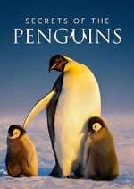 Watch Secrets of the Penguins M4ufreemovies