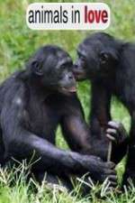 Watch Animals in Love M4ufreemovies