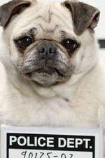 Watch Secret Life of Dogs M4ufreemovies