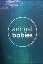 Watch Animal Babies M4ufreemovies