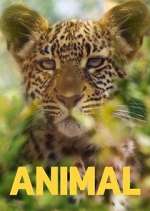 Watch Animal M4ufreemovies