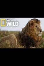 Watch Animal ER Live M4ufreemovies