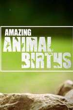 Watch Amazing Animal Births M4ufreemovies