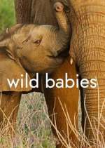 Watch Wild Babies M4ufreemovies